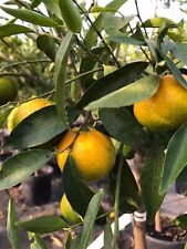 Pianta di agrumi di sicilia di