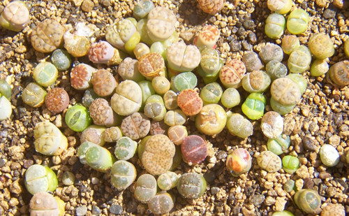 Pietre vive lithops - -,