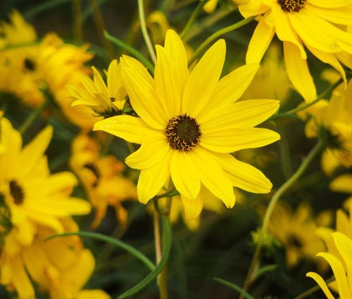 Girasole maximilliano - girasole,