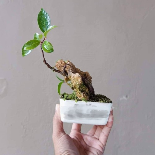Albero bonsai ficus - bonsai, di