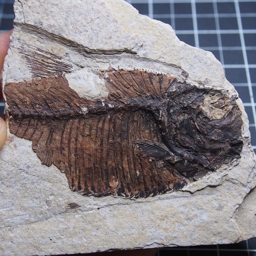 Diplomystus dentatus pesce