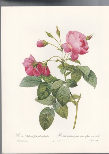 Botanical print roses - print, j