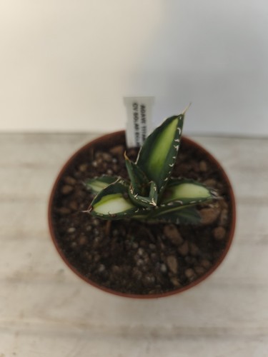 Agave titanota solar - agave, eclipse