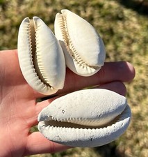 Fossil Cypraea Cowrie Shells