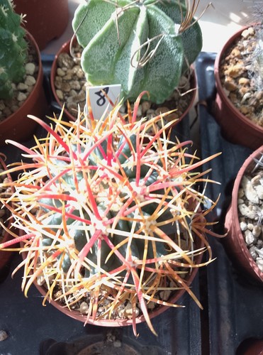 🌵Ferocactus chrysacanthus
