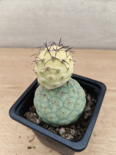 9496 tephrocactus geometricus - tephrocactus,