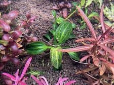 Echinodorus opacus rataj - opacus, x1