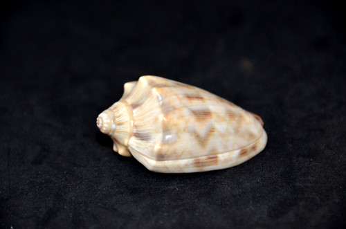 Specimen volute cymbiola - specimen,