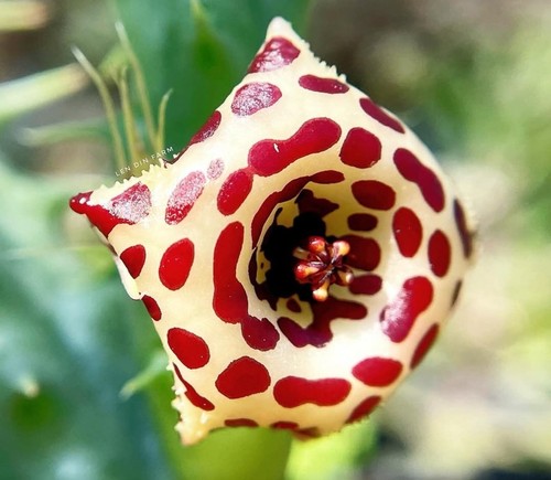 Huernia laevis stapelia - huernia, no