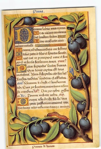 Cartolina prugne libro - un,