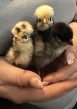 Mixed incubator hatching egg