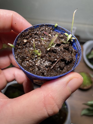 Utricularia praelonga - utricularia,