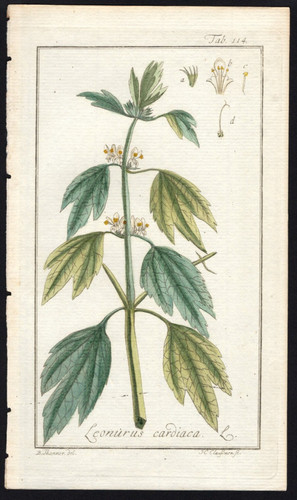 1800 johannes zorn icones - 1800,