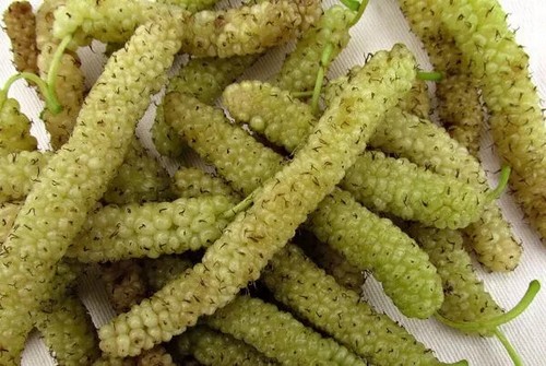 Gelso pakistano bianco gigante - gelso,