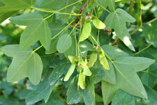 10 SEMI DI ACER IBERICUM