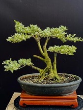 Bonsai di Ligustrum Variegato