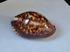 Conchiglia shell cypraea zoila - conchiglia,