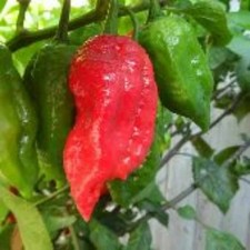 25+ Seeds Naga Viper  hot