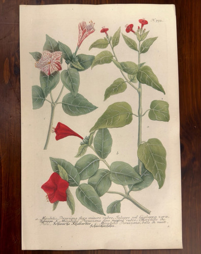 Incisione floreale botanica