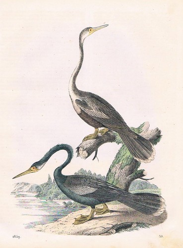 1859 uccello dal collo lungo - uccello,