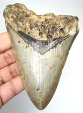 DENTE DI SQUALO MEGALODONTE -