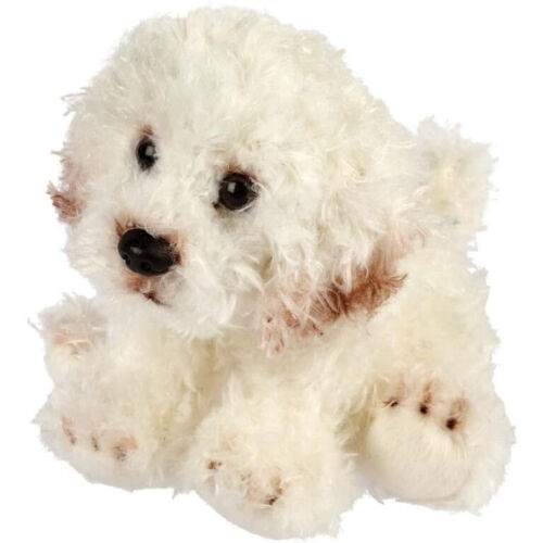 Doodle barboncino bichon frise