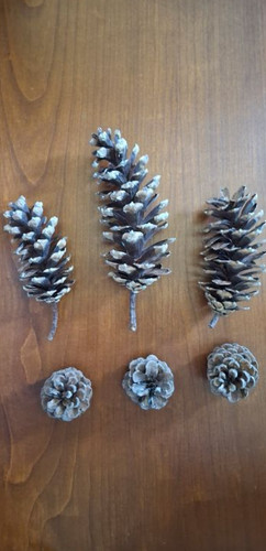 Lot pomme pin himalaya - lot, de