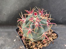FEROCACTUS GRACILIS COLORATUS -VIVAIO IL GIARDINO DI MAYA CACTUS SUCCULENTE 7094
