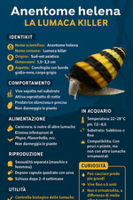 Anentome Helena, lumaca killer, ottima per eliminare le lumache infestanti