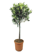Ulivo Olivo "Olea europea" pianta alberello vaso ø20 cm FOTO REALI