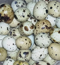12 uova di quaglia MIX 6 DA CARNE e 6 JUMBO, feconde/fertili, per incubazione