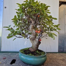 Bonsai di Melo h 65cm Visita