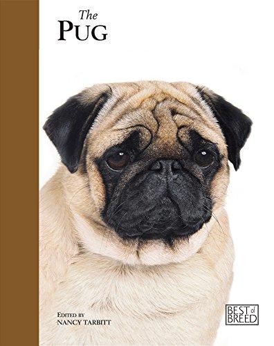 Pug best of breed - best,