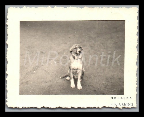 Foto nachl oblt - oblt., ohmichen