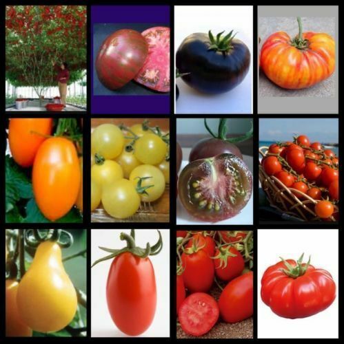 180 semi pomodoro raro - raro, in