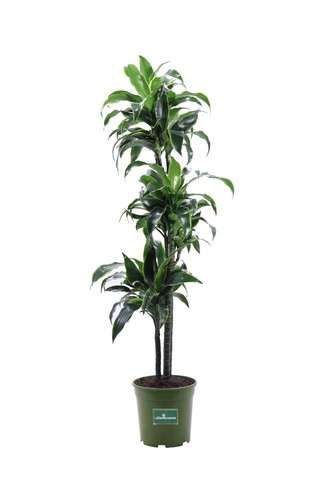 Pianta dracena dorado - di,