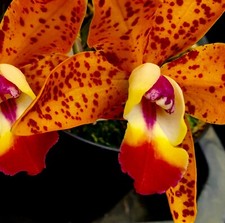 Cattleya sundown spots nuovo - cattleya,