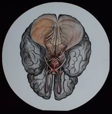 THE HUMAN BODY NO39 THE BRAIN