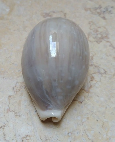 Cypraea camelopardalis wow - f,