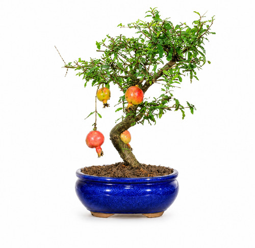 Bonsai melograno nano - melograno,