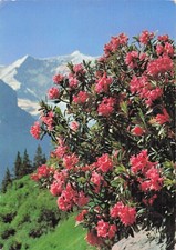 5 CAMP DE VVF SAINT BONNET EN