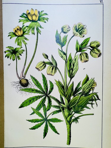 Antico poster fiori natura - poster,