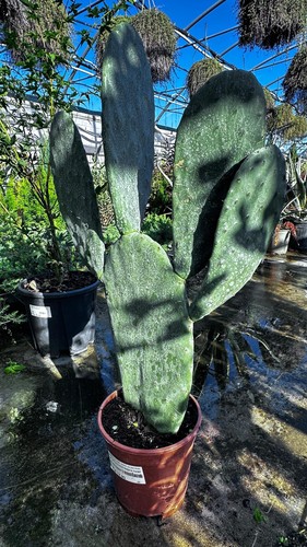 Opuntia ficus indica fico - ficus,