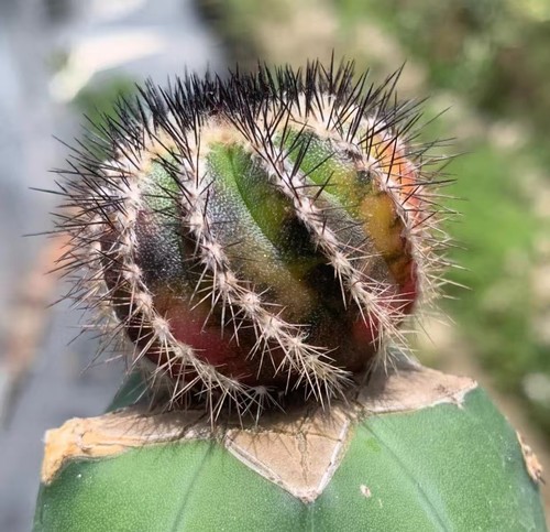Uebelmannia pectinifera - 3,4,