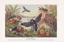 Vespe Indiane Triscolia