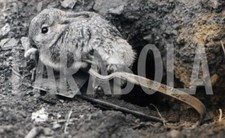 Foto vintage Animali, Coniglio in trappola, 1951, Stampa 18 x 13 cm