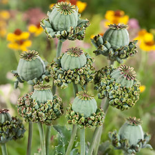 Papaver Galline e Pulcini