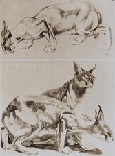 Mathurin MEHEUT: Il Caracal, Litografia Firmata, 1911