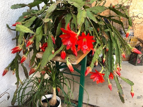 Disocactus ackermannii cactus - disocactus,