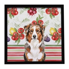 Red Merle Australian Shepherd